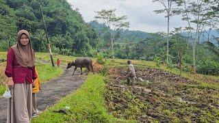 ADA KERBAU..! SUASANA PEDESAAN DI PAGI HARI, MELIHAT AKTIVITAS DI SAWAH