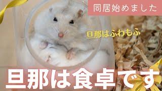 【同居始めました】旦那は食卓です～ジャンガリアンハムスター