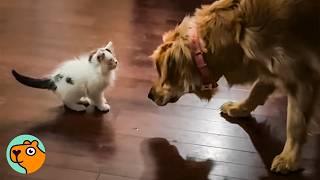 Tiny Kitten Bosses Around The Big Dogs | Cuddle Buddies