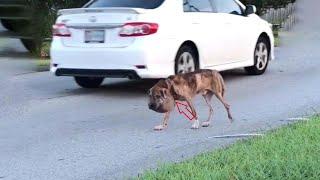 No one stopped to help…He hid in pain, swollen neck,  starved—just waiting to end in silent!