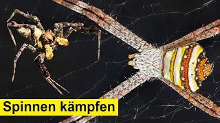 Klügste Spinne attackiert riesige Spinne - wer gewinnt?