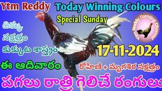 17 November 2024 Today Winning Colours//Ytm Reddy Farming Channel//Kukkuta Sastram