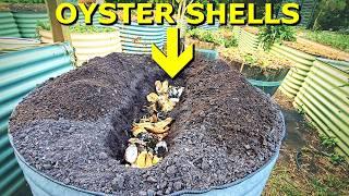 What Happens When You BURY OYSTER Shells in the Garden?