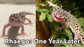 I Rescued A Deformed Leopard Gecko | One Year Update