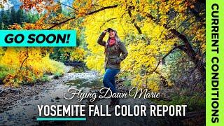 279: Yosemite Fall Colors Report 11/1/24 **GO SOON** (Yosemite National Park Fall Foliage)