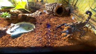 Heterometrus silenus (Vietnamese forest spirit scorpion) feeding in his new natural terrarium