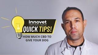 How Much CBD Oil  Should You Give Your Dog