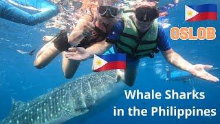 Whale Sharks watching. Incredible experience Oslob. Cebu. PHILIPPINES 2024