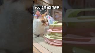 跟貓咪眼神交會後開始尷尬磨牙 #cat #catshorts #cats #catholic #catlovers #catmemes #貓咖 #貓咪 #貓貓 #貓星人