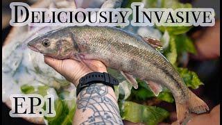 BRAND NEW SERIES: Deliciously Invasive Ep.1 | Pikeminnow