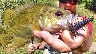 Fishing Hellgrammites For AGGRESSIVE, Delicious Eating Panfish!