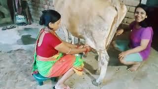 #viralvideo//cow milking village life vlog/