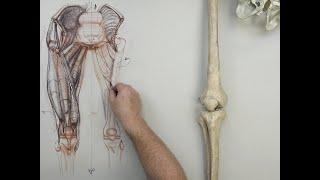 ANATOMY FOR ARTISTS: Upper Leg-PART 1