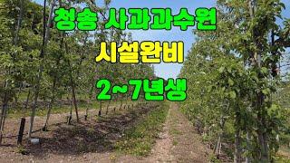 매물번호 0502)  청송 사과과수원  시설완비 2~7년생 #청송과수원