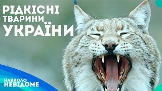 Збереження Унікальних Видів: 10 Маловідомих Тварин України.