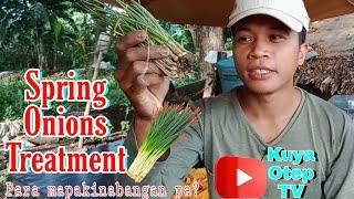 How to make a treatment for Spring Onions.../ Kuya Otep TV