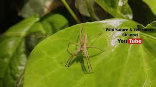 Spiders | Insects | Wildlife