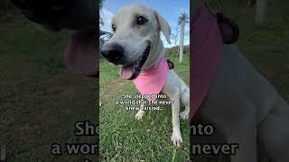 You’re free now, Bianca 🩷 #dogrescue