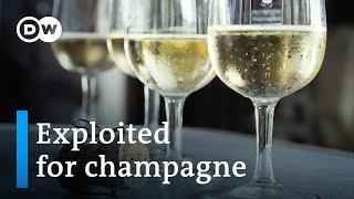 The dark side of the champagne industry | DW Documentary