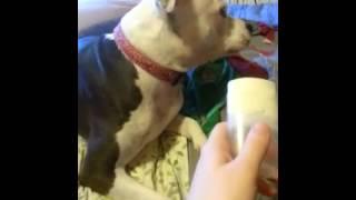 Pibble bits- Mochi doesn't like my deodorant