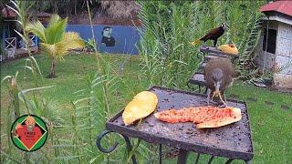 Costa Rica Live Bird Fruit Feeder Cam | Gingerbread Nuevo Arenal