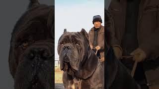 7 most deadliest and dangerous dog breeds in the world  #shorts