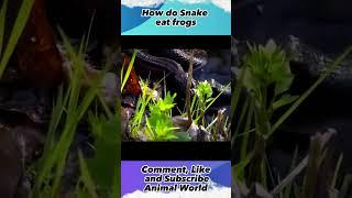 how do snake eat frogs, #animalworld, #shorts, #yearofyou