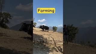 Farming #volleyball #nepalvolleyball #vollyballtournament #rural #nepal