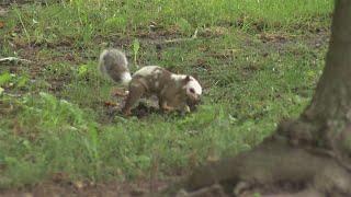 Rare squirrel spotted on University of Illinois campus