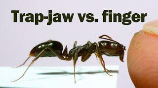 Does the snap of a trap-jaw ant hurt?