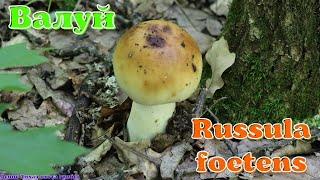 Валуй - вонючий, но один из лучших грибов для засолки | Russula foetens