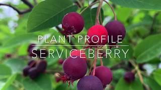 Serviceberry Plant Profile