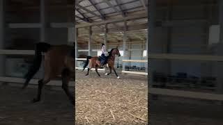 stella was the best girl in the group yesterday! || #asb #saddleseat #eq #lhra #horsegirl #fypviralシ