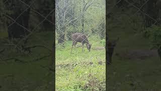 wild#reels#maankutty#kombumaan#kaattuma#wildlife#wildanimallife#naturelovers#heaven#beautyofnature