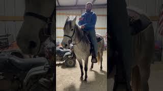 Getting Your Gaited Horse To Trot! #shorts #horse #horses #horsemanship #horseriding