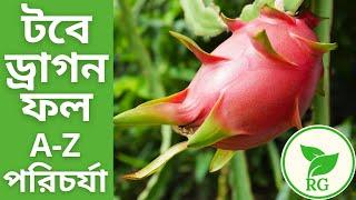 পিলার ছাড়া টবে সহজে ড্রাগন ফল চাষ | How to Grow Dragon Fruit in Pot | A-Z Information | RAJ Gardens