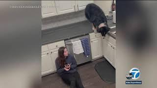 Service dog jumps into action to grab medicine for owner who was having medical episode