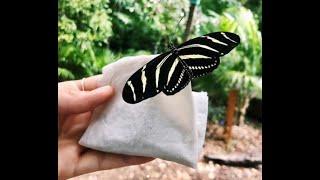 Zebra Longwing butterflies laying eggs at the Key West Tropical Forest & Botanical Garden