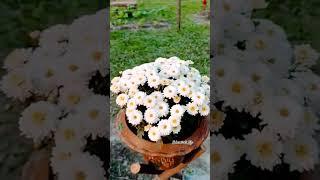 Chrysanthemum blooming #flowers #flowerlover #flowergarden #blooming #viralreels#shortsviral#garden