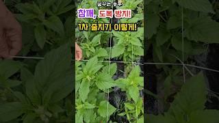 [꿈꾸는농부] 참깨, 도복방지 1차 줄치기를 했어요! #참깨재배 #참깨줄치기 #참깨도복방지 #전원생활 #시골살이 #farming #텃밭농부 #정원관리 #농사일기 #농사노하우