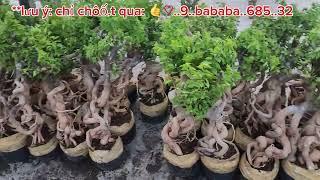 Bonsai Hoa Giấy Mỹ từ 150 baoship 0933368532linhsamnuitraihuonguyetquehongocmaichieuthuykimquytung