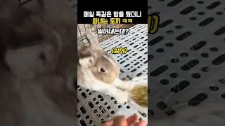 매일 똑같은 밥을 줬더니 화내는 토끼 #동물 #토끼