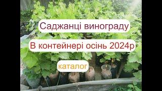 Каталог винограду  осінь 2024р саджанець в контейнері