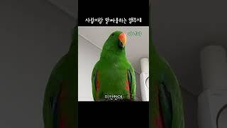 [지구] 사람이랑 말싸움하는 앵무새 / 저녁메뉴 정하다 일어난 일 / 왜 자꾸 우기냐고..ㅠㅠ / 이게 미운 4살인가 / talking parrot