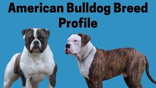 American Bulldog  Breed Profile