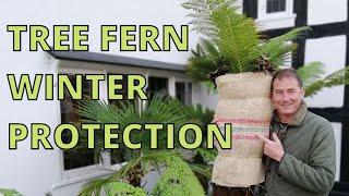 Tree Fern WINTER CARE