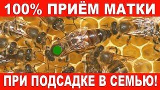 100% приём матки при подсадке в семью!