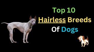 Top 10 Hairless Breeds of Dogs | Hairless Dogs