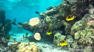 Butterflyfish Behavior