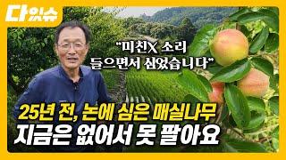 25년 전, 논에 심은 매실나무 지금은 없어서 못 팝니다! | 하동 매실 | 다있슈 ep.13
